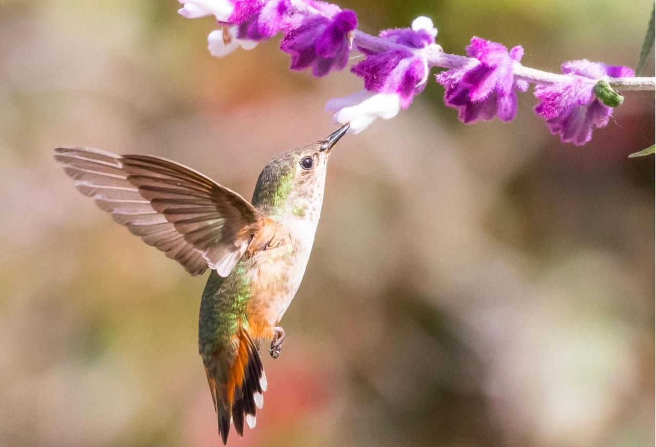 Hummingbird Retreat - Luxury Oceanview Apt, 7-Minute Walk To Beach Ocho Rios Luaran gambar