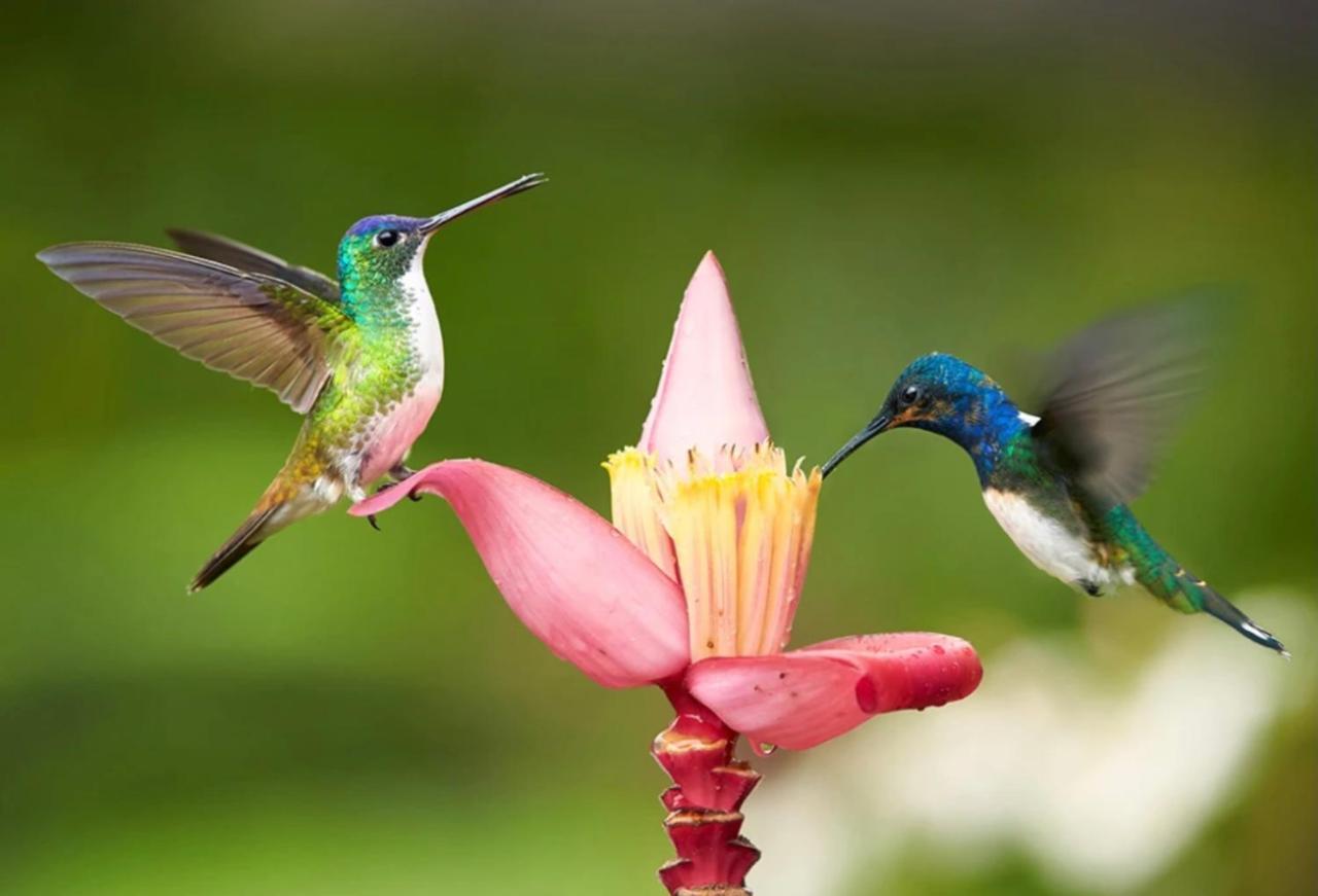 Hummingbird Retreat - Luxury Oceanview Apt, 7-Minute Walk To Beach Ocho Rios Luaran gambar